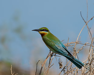shallow focus photography of green and blue bird, blue-tailed bee-eater