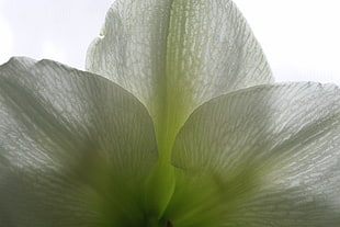 close up of white petaled flower