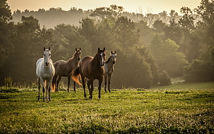 landscape photography of four horses and forest