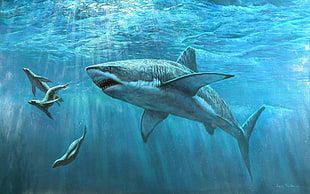 great white shark illustation, shark, animals