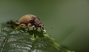 close up shot of brown beetle HD wallpaper
