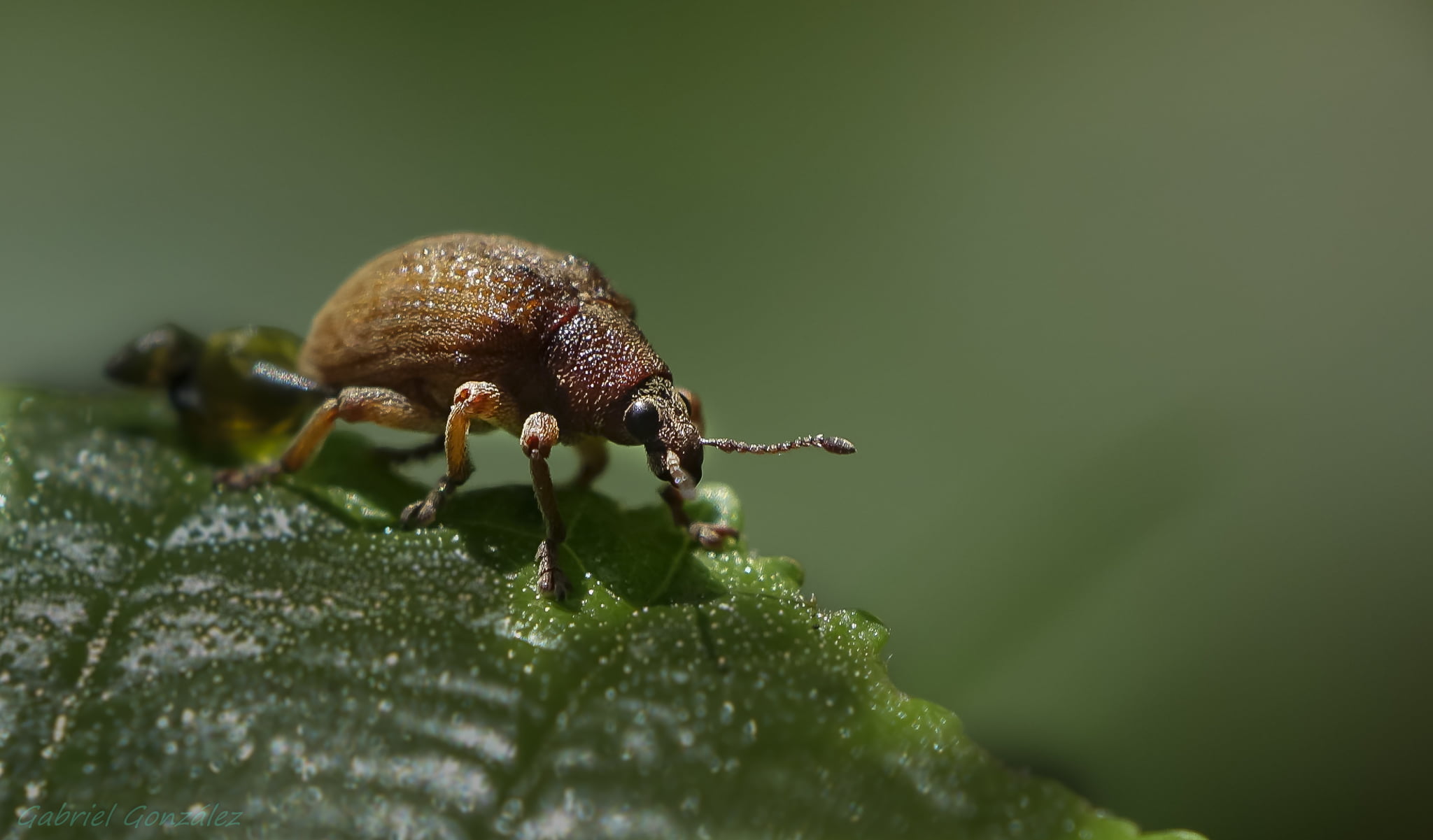 close up shot of brown beetle