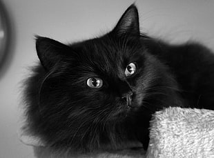 photo of black long-coated cat