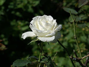 selective focus close-up photo of white Rose flower