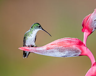 green and white long-beak bird on red flower, andean emerald