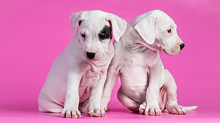 two short-coated white puppies, animals, dog, pink background, puppies