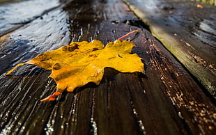 brown maple leaf above brown wooden plank board