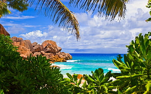 green coconut palm tree, beach, palm trees