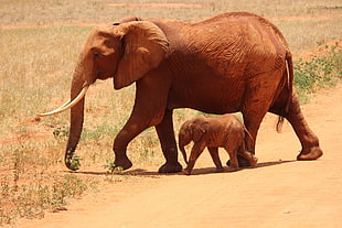 two brown elephants walking on green grass field