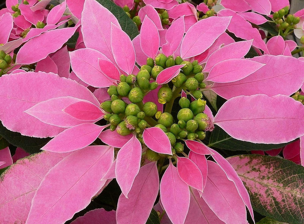 round pink and green flowers HD wallpaper