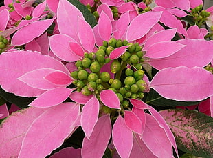 round pink and green flowers
