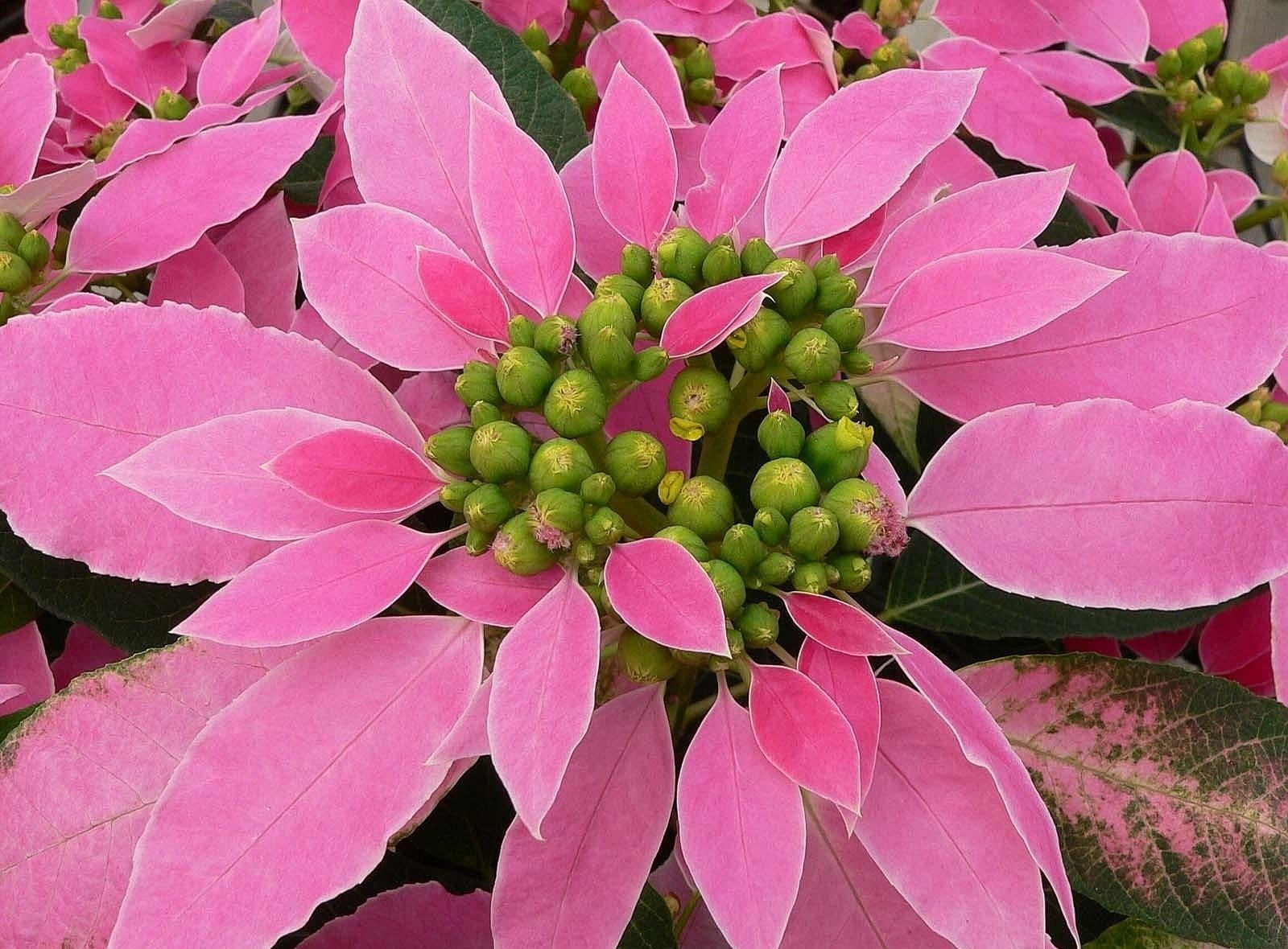 round pink and green flowers