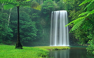waterfalls and green trees, nature, waterfall
