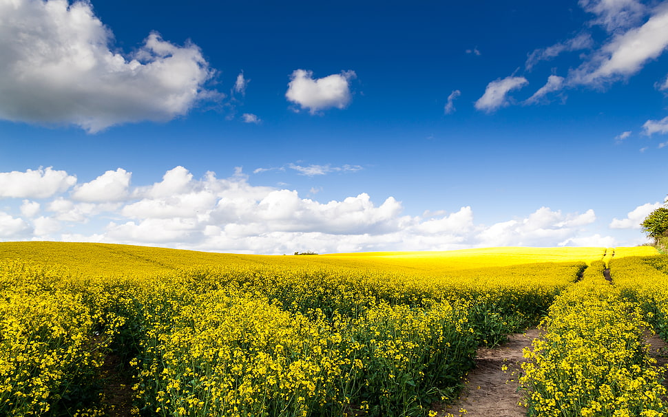 yellow petaled flowers with green leaves field under the blue and white cloudy sky HD wallpaper