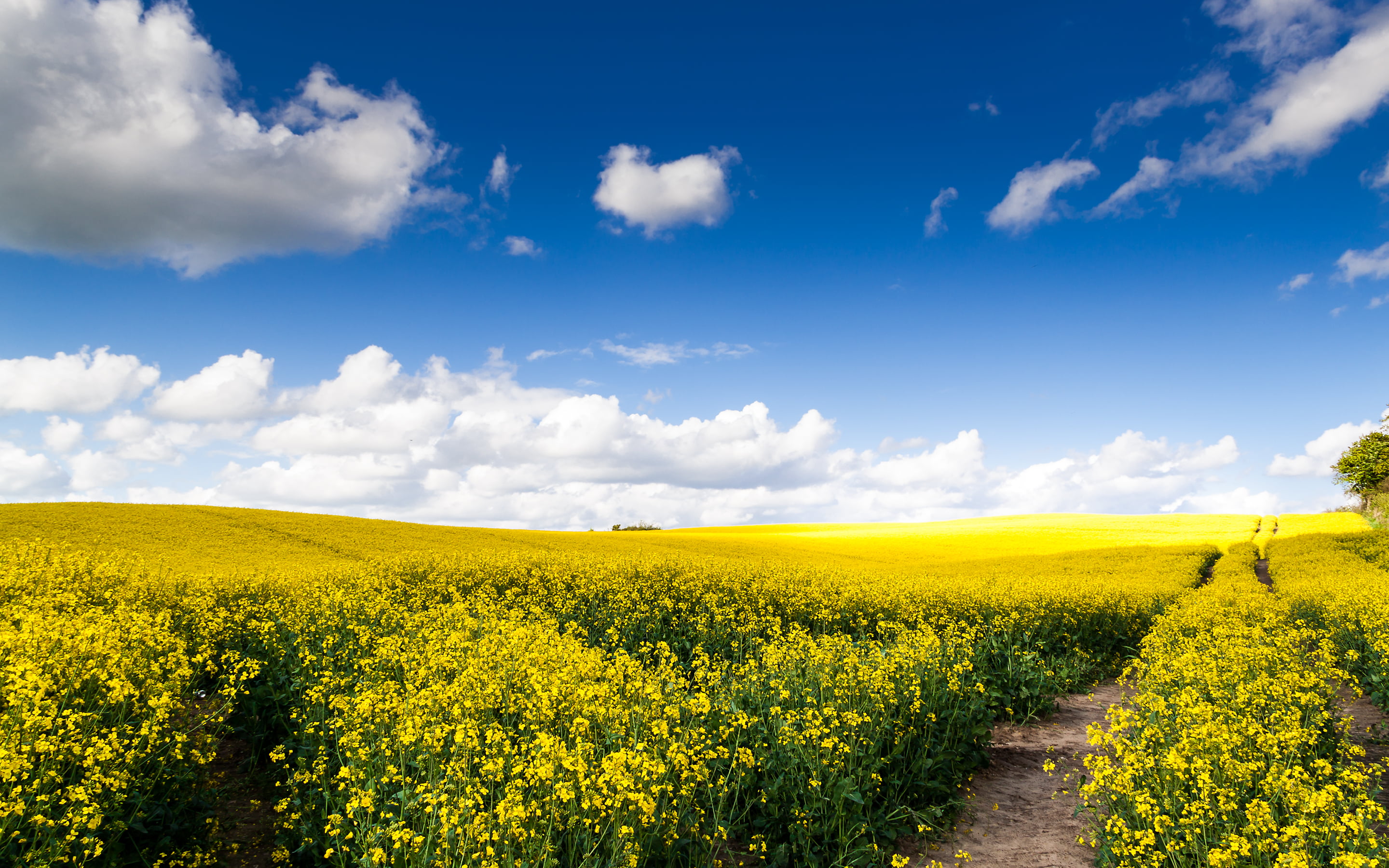 yellow petaled flowers with green leaves field under the blue and white cloudy sky
