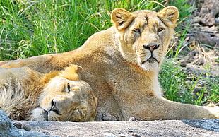 two yellow lions lying on the grond