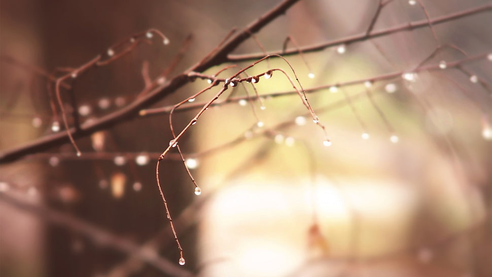 selective focus of tree branch with water des HD wallpaper