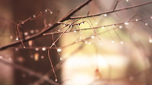selective focus of tree branch with water des