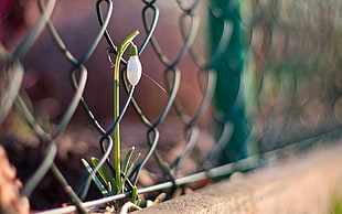 white snowdrop flower under a cyclone fence selective-focus photography