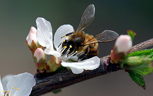 Honeybee perched on white petaled flower in closeup photo