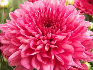 closeup photo of pink Chrysanthemum flower