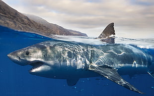 gray shark, Great White Shark, shark HD wallpaper