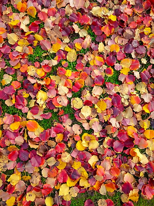 red and yellow leaves, grass HD wallpaper