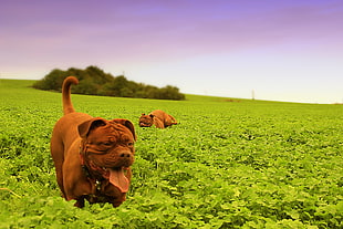 two French Mastiff on the green grass field