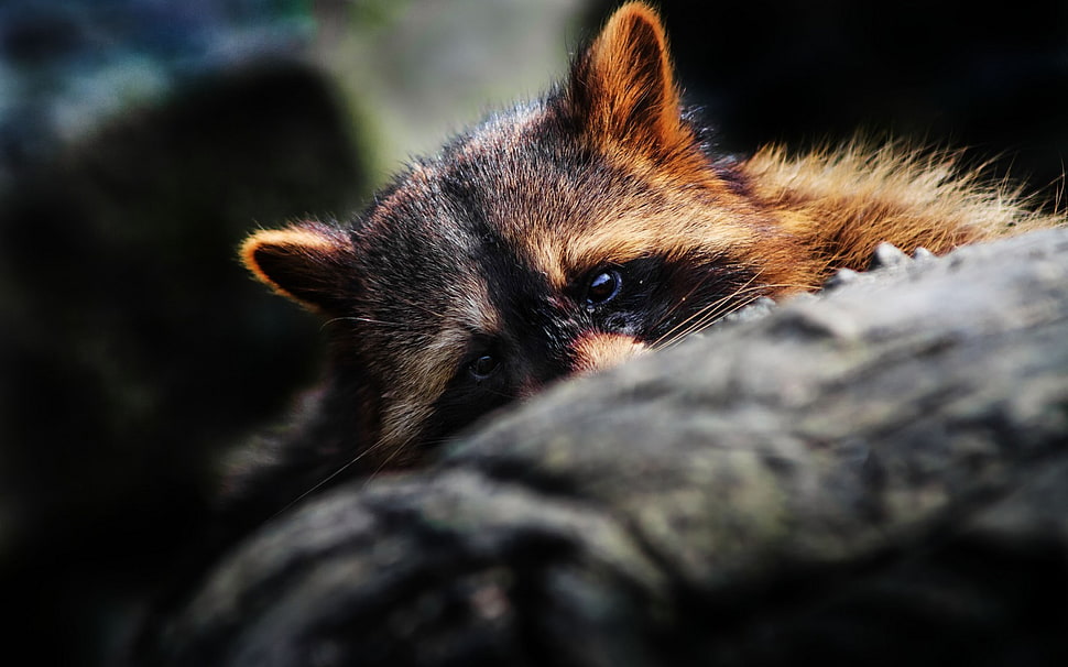 red racoon, raccoons, animals HD wallpaper