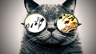black and grey cat, cat, glasses, aces
