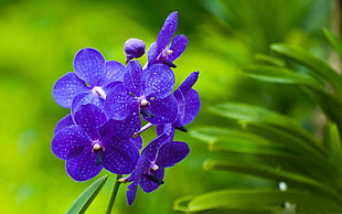 photo of purple moth orchids