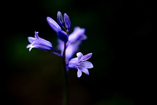 purple petal flower close-up photo