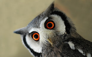 close-up photo of black and white owl at daytime