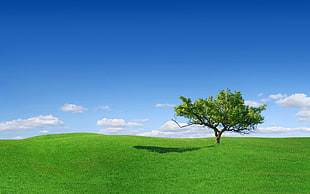 green grass field and green leaf tree under clear blue sky HD wallpaper
