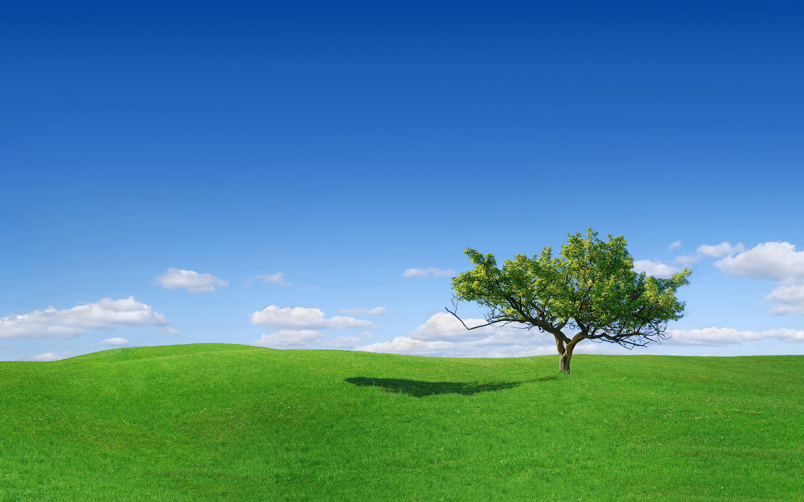 Green grass field and green leaf tree under clear blue sky HD wallpaper