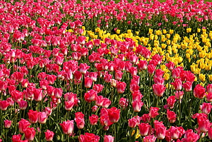 pink and yellow tulip field HD wallpaper