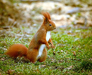 photo of red and white squirrel on grass, red squirrel