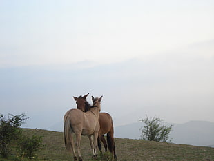 two horses on hill HD wallpaper