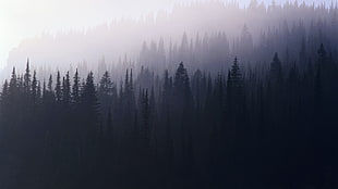 green trees coated with fog at daytime, trees, forest, pine trees, Francescopaci