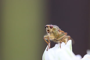 macro photo of a green fly on white flower HD wallpaper