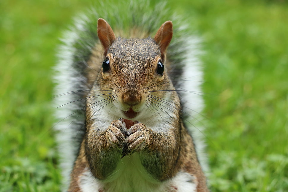 brown squirrel, Squirrel, Muzzle, Fluffy HD wallpaper