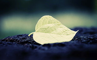 green leaf on black surface close-up photography