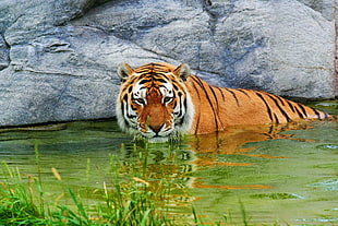 brown tiger on body of water beside gray rock