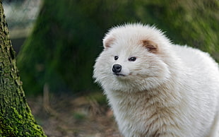 long-coated white dog, animals, nature, closeup, blurred