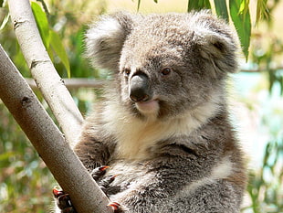 gray and white koala bear, animals, koalas, branch