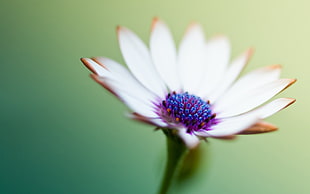 selective focus photography of white and purple petaled flower