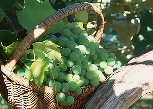green grapes fruit on wicker basket HD wallpaper