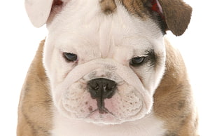 closeup photo of white and fawn English bulldog puppy