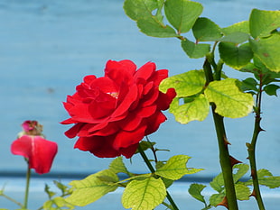 micro shot photography of red flower