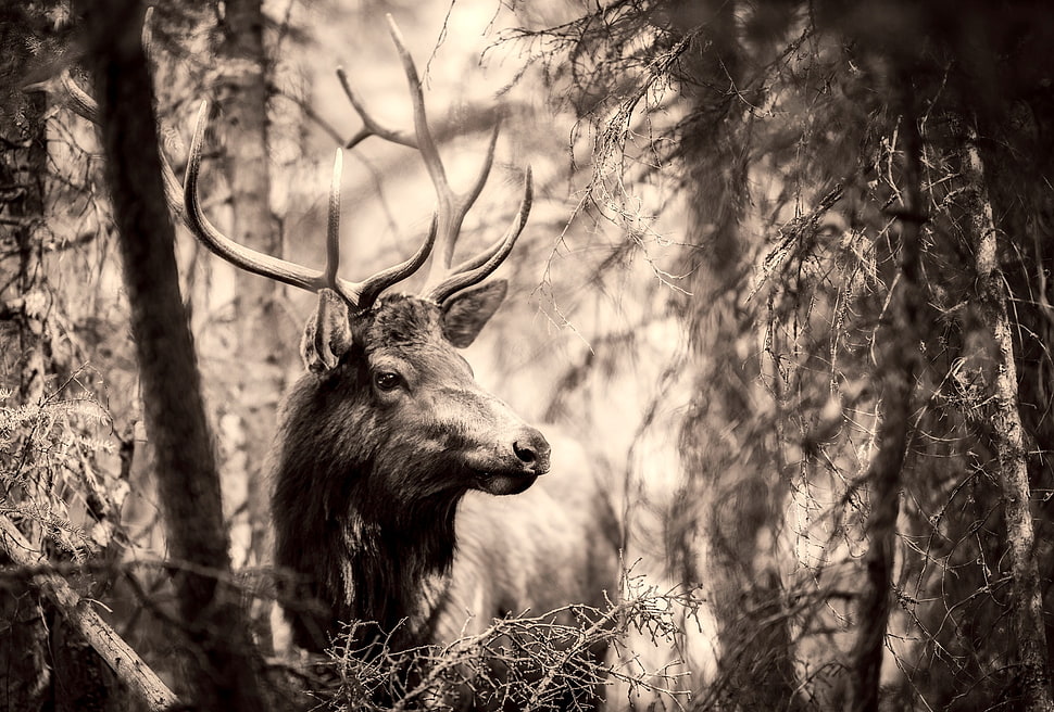 grayscale photo of wild deer HD wallpaper